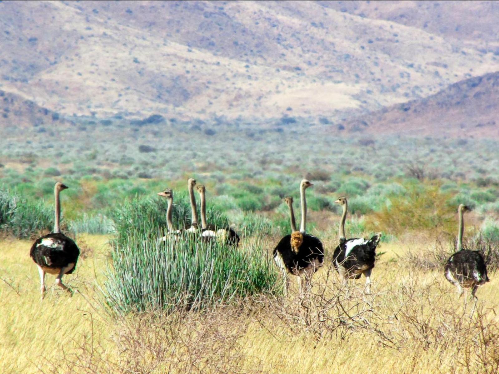 Mount Canyon Guest Farm Keetmanshoop Exterior foto